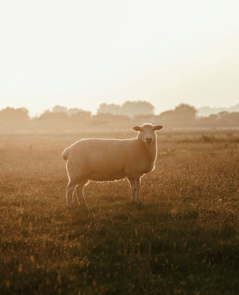 mouton coucher de soleil